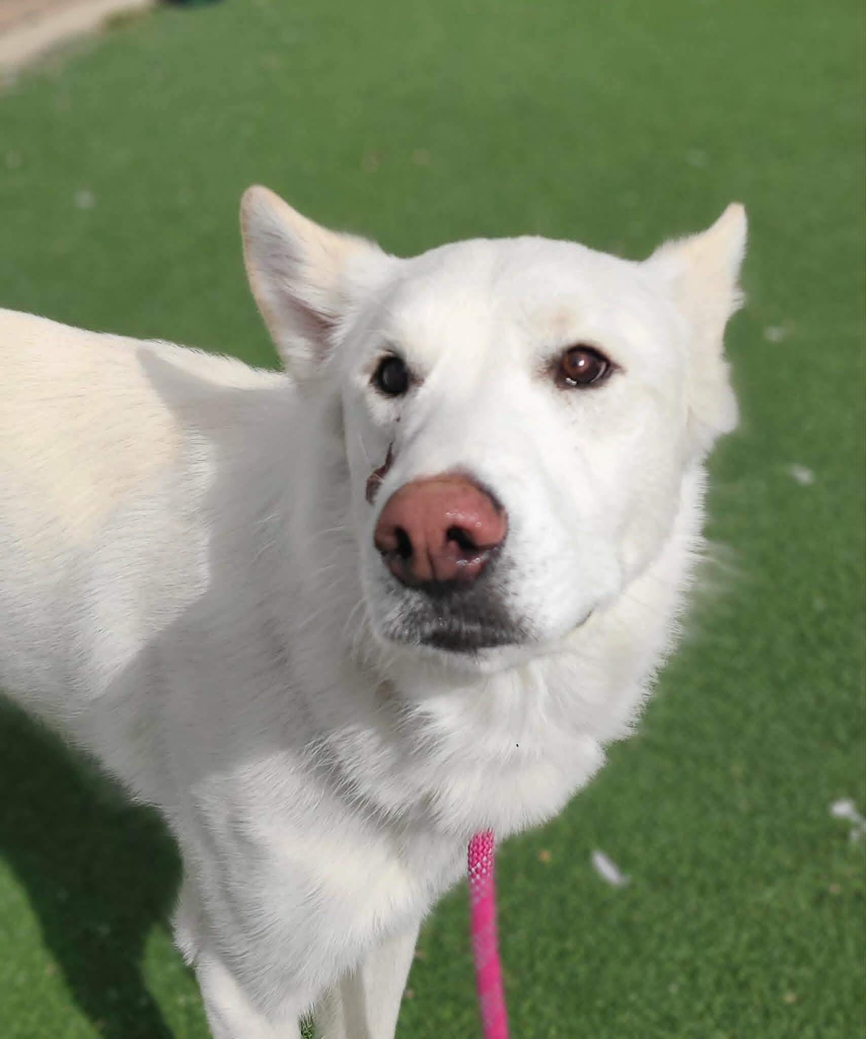 Picture of the Animal Listed